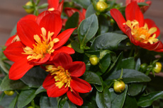 Dahlie - Preston Park_2.jpg